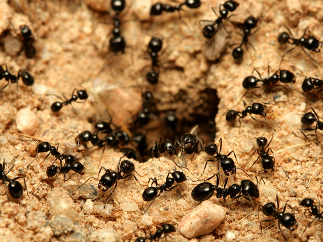 Dedetização de formigas - Dedetizadora RJ - Rio de Janeiro